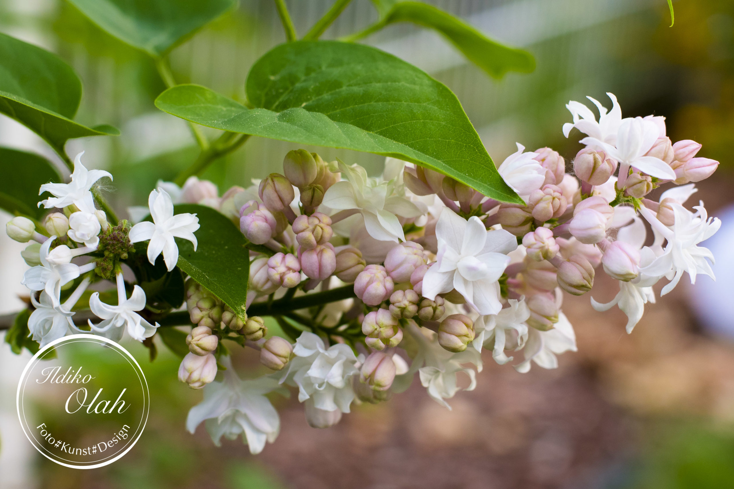 Garten-3-scaled.jpg
