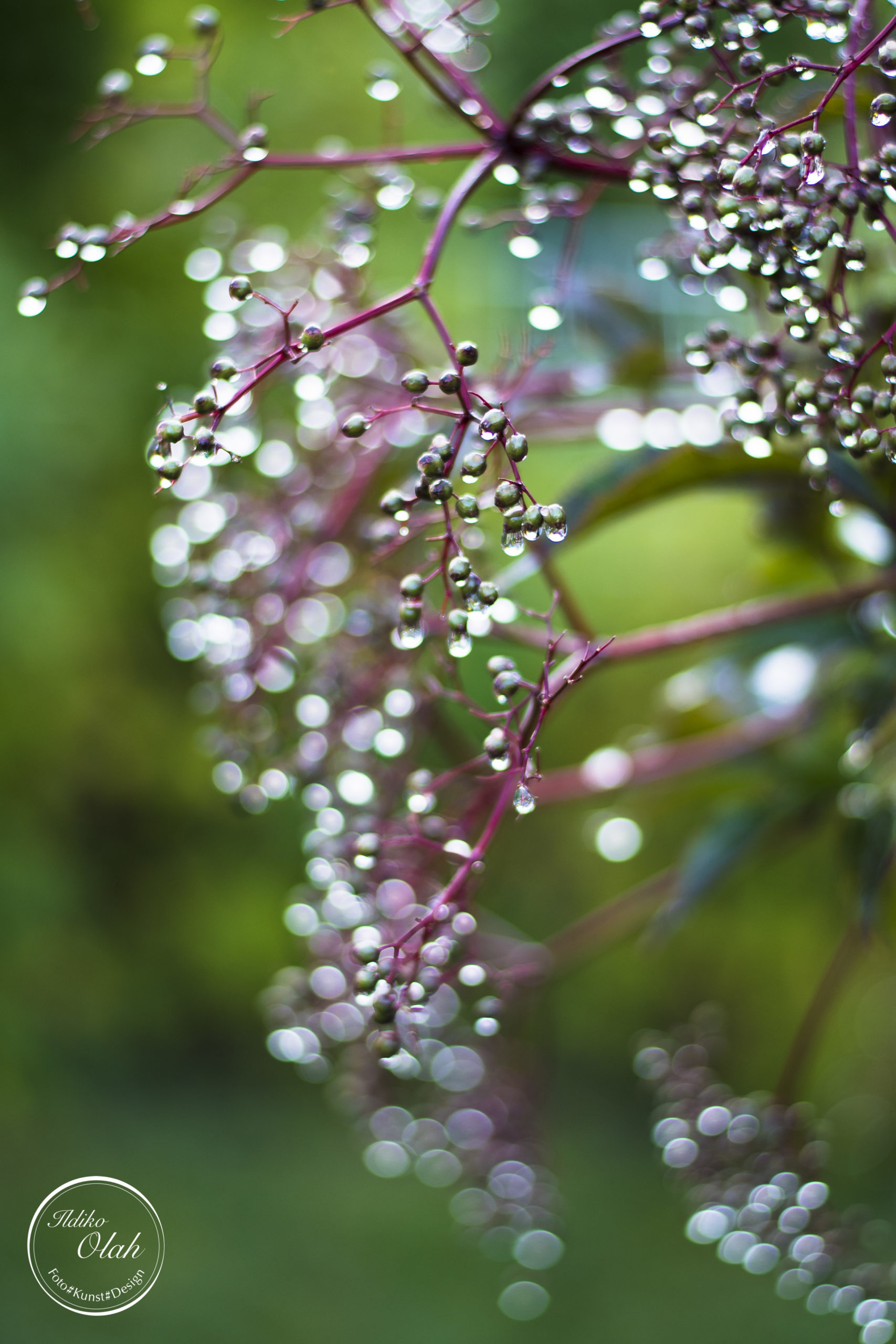 Garten2018juli-3-scaled.jpg