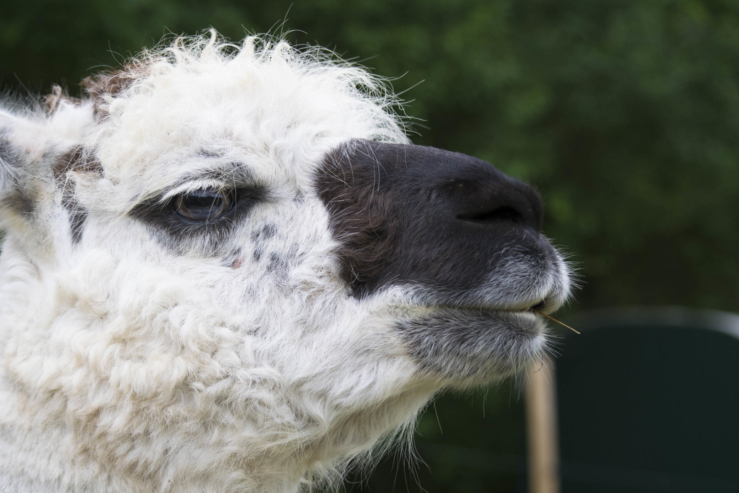 Lama-Wanderung-MV-15-scaled.jpg