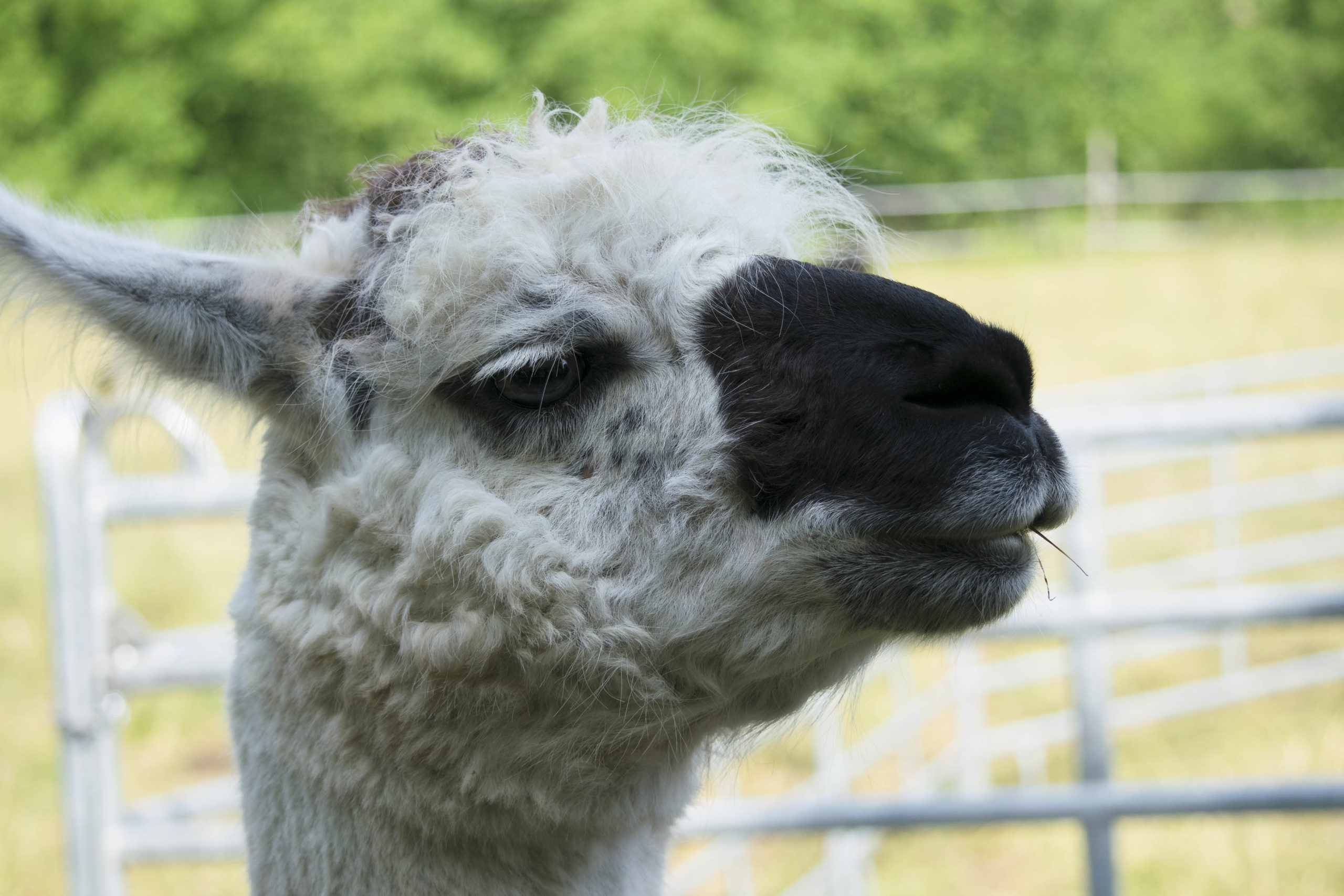 Lama-Wanderung-MV-18-scaled.jpg