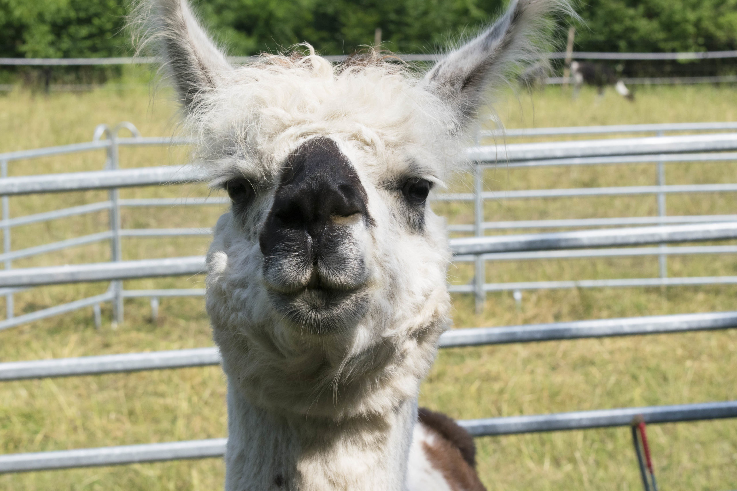 Lama-Wanderung-MV-27-scaled.jpg